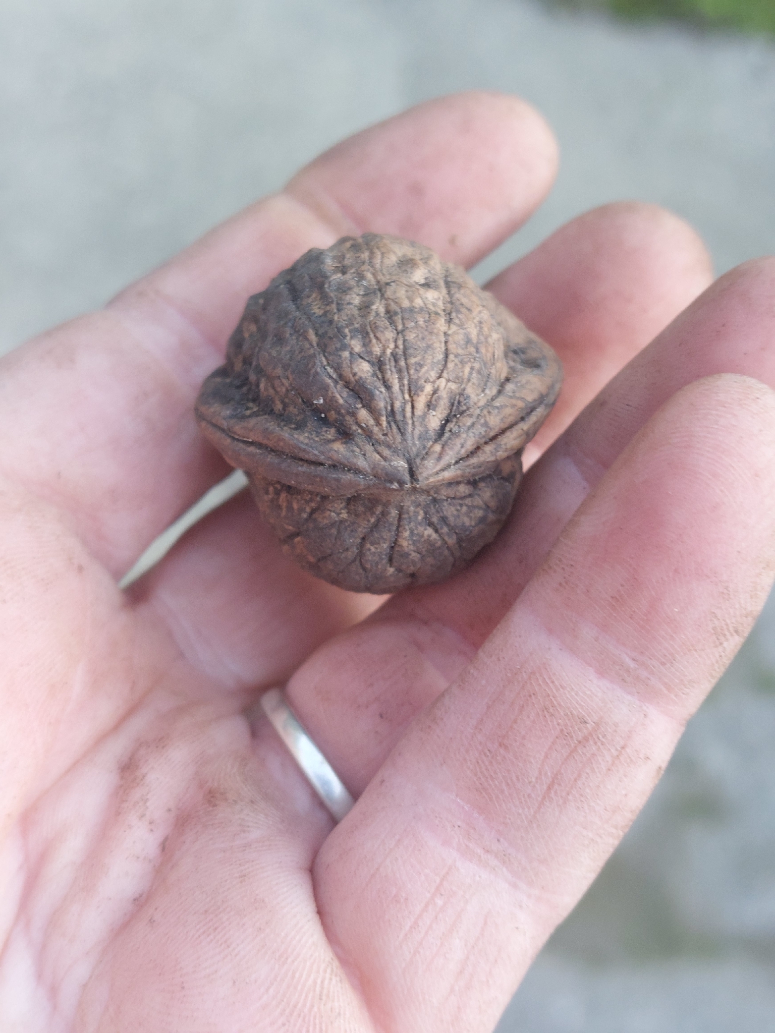 Photograph of Walnut