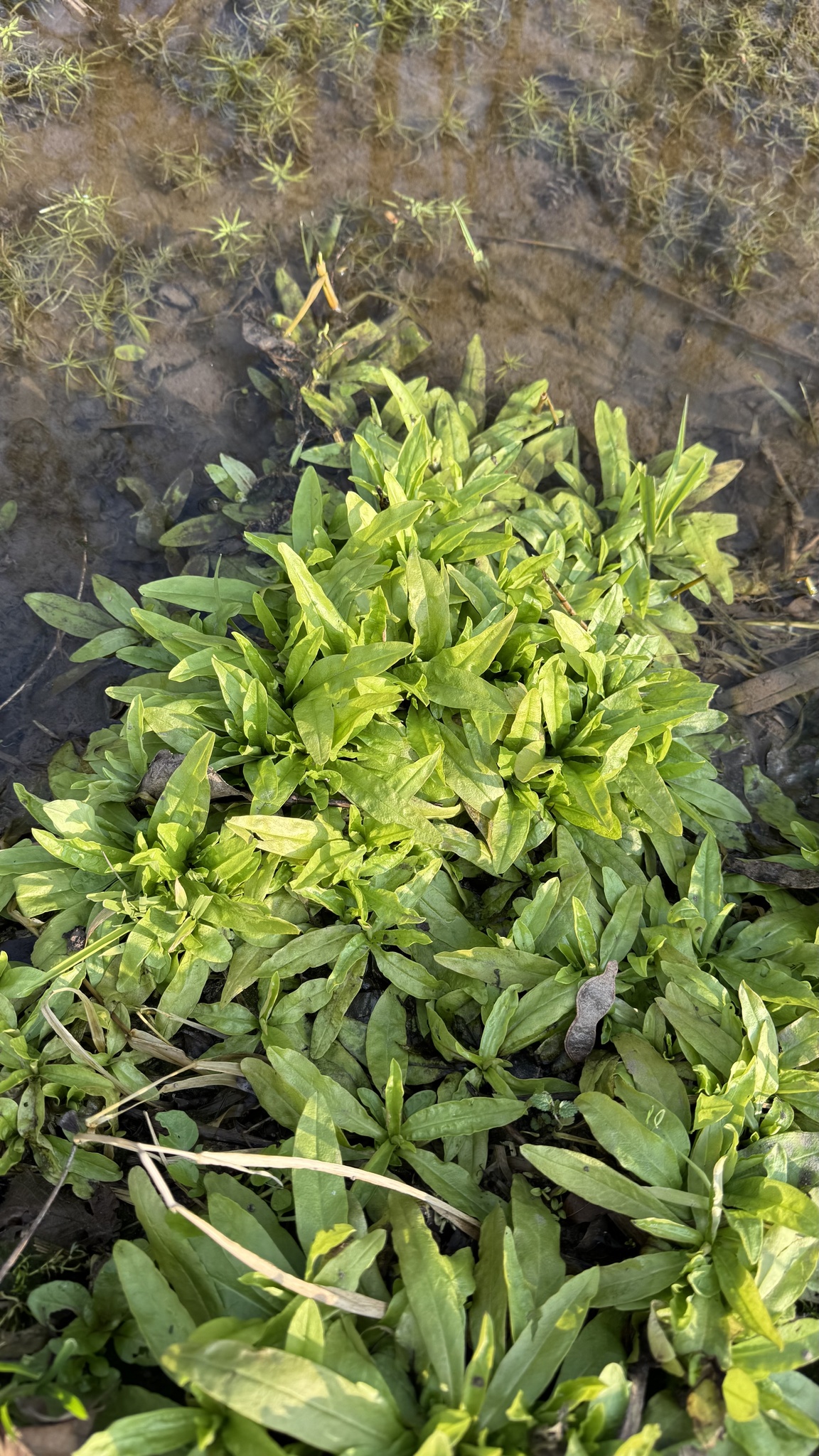 Photograph of Water Forget-me-not