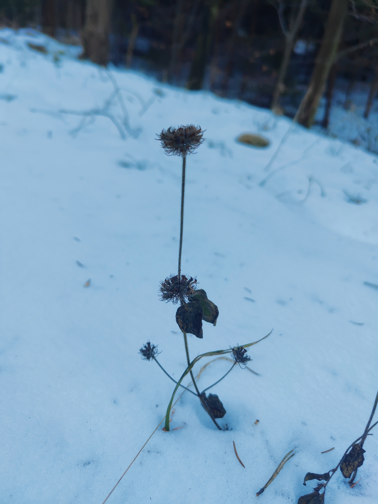 Photograph of Wild Basil