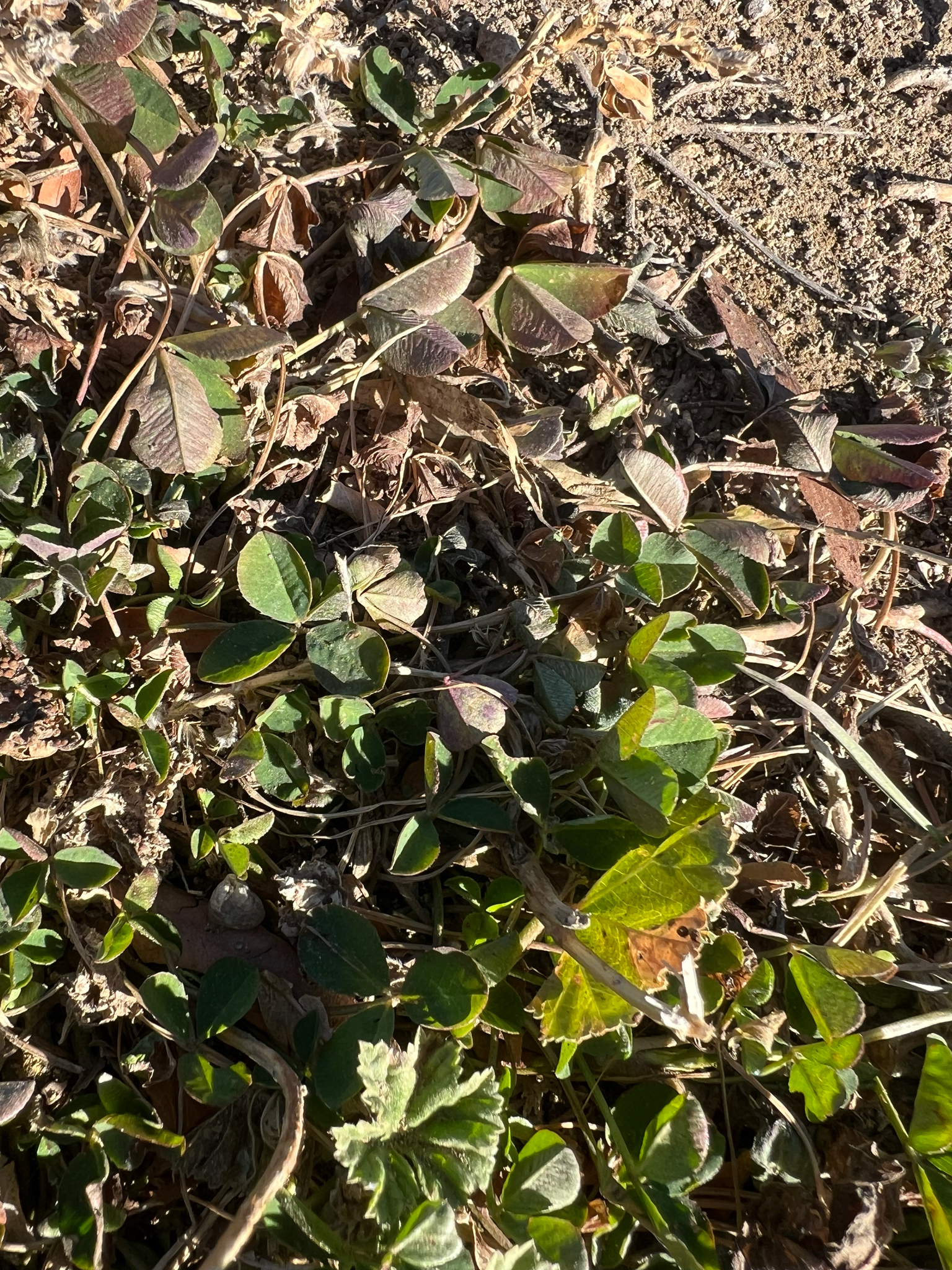 Photograph of White Clover