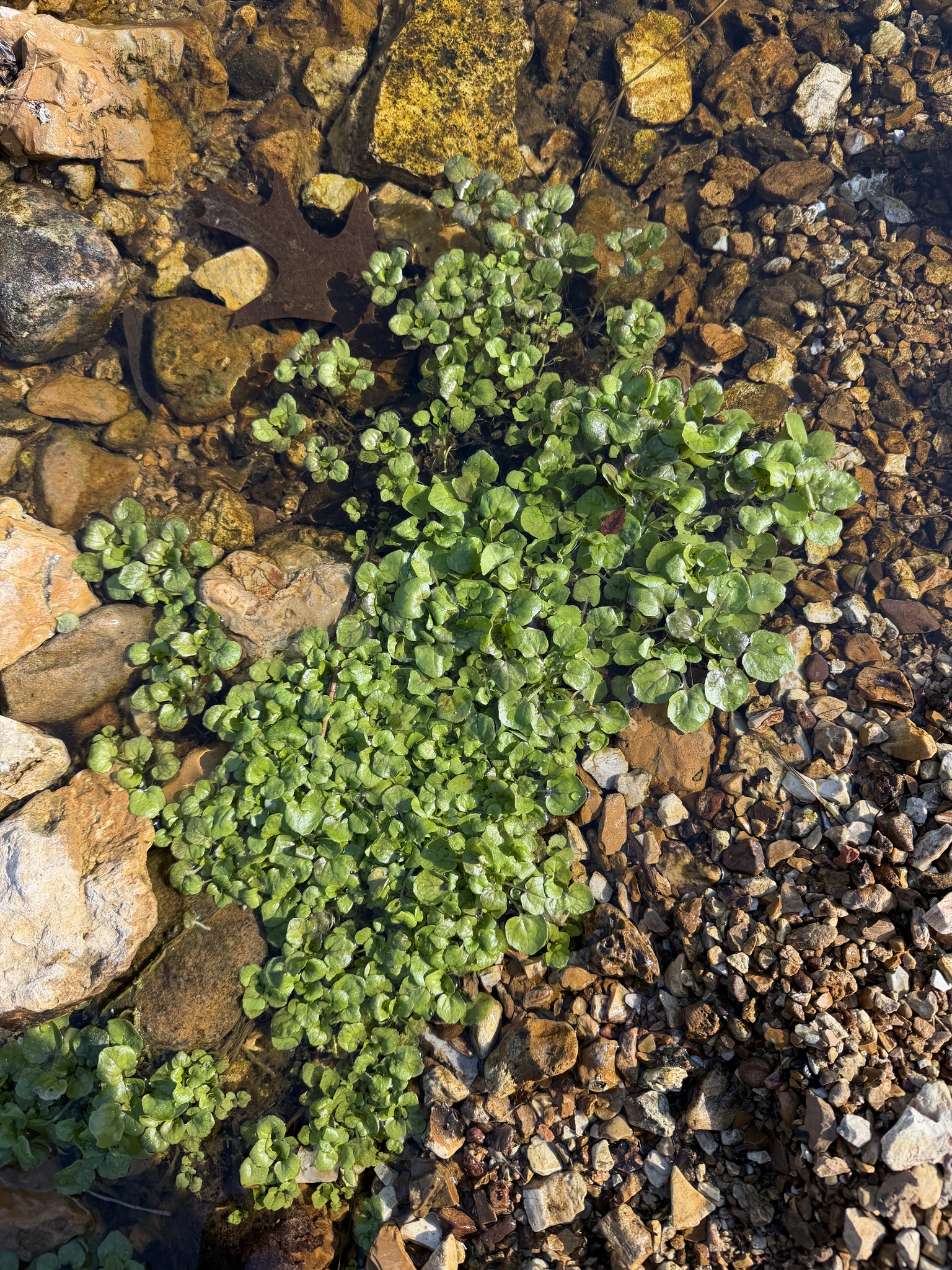 Photograph of Watercress