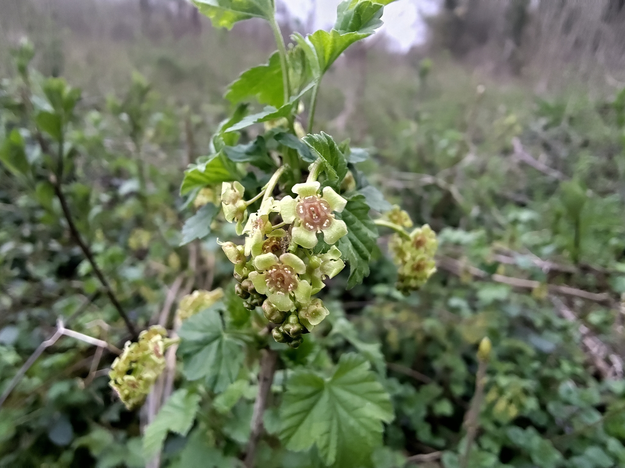 Photograph of White Currant