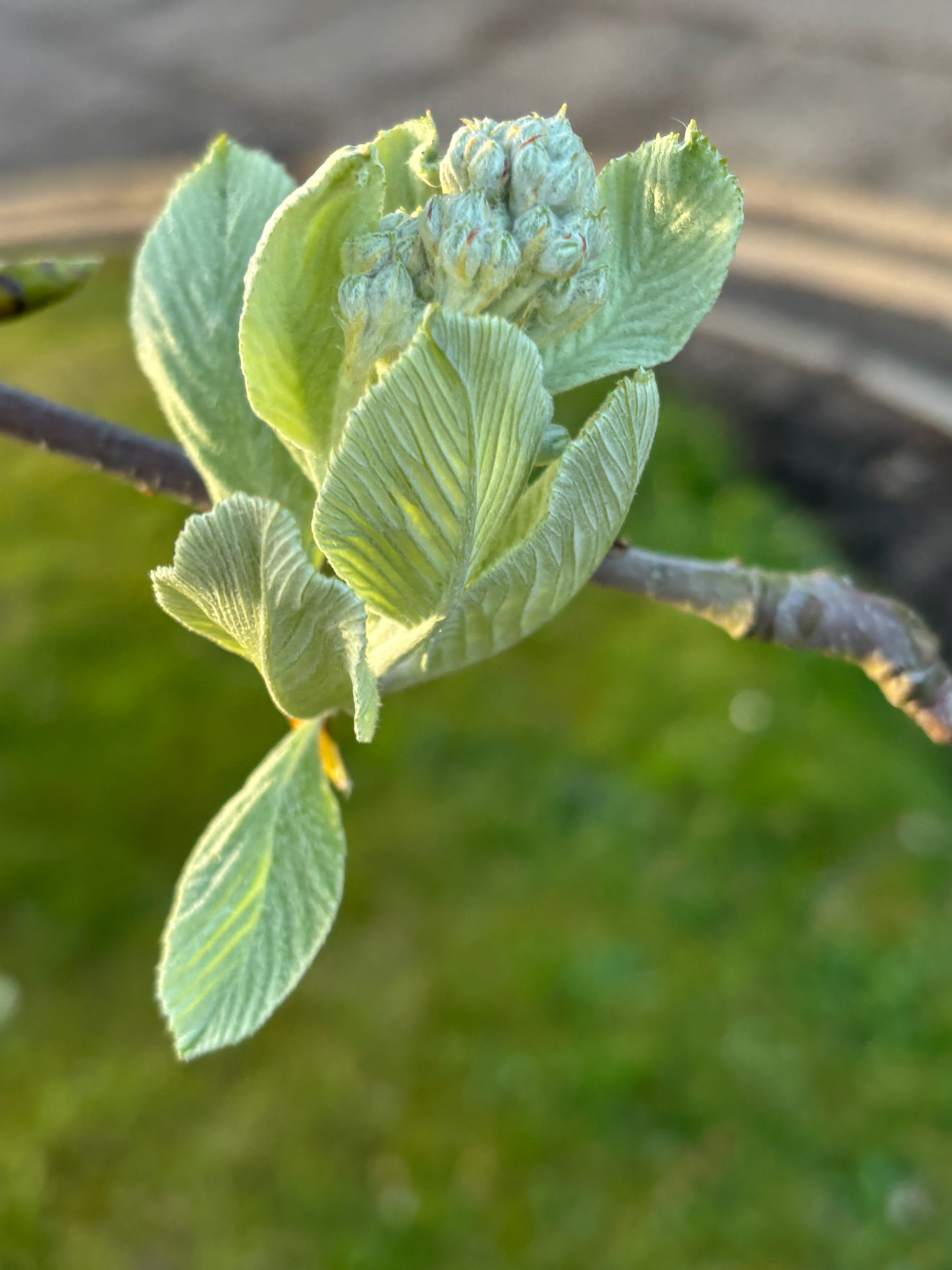 Photograph of Whitebeam
