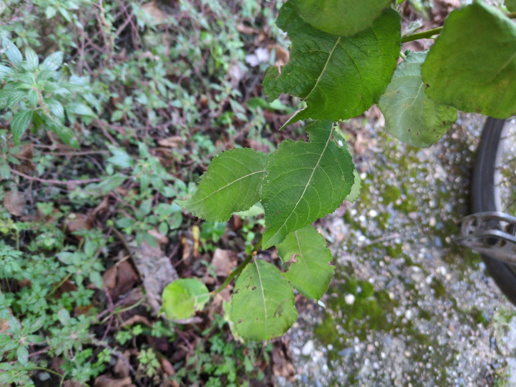 Photograph of Pussy Willow
