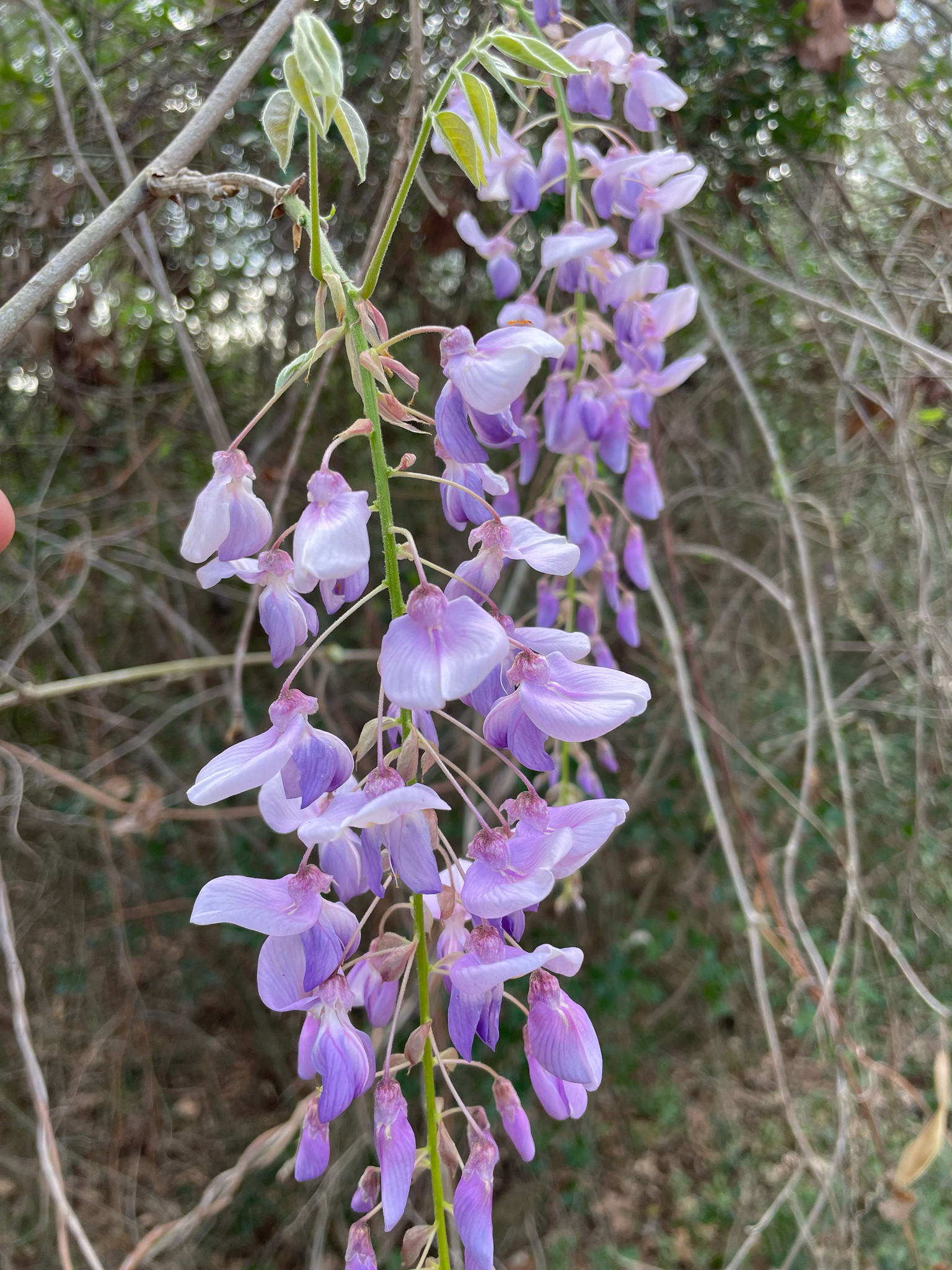 Photograph of Wisteria