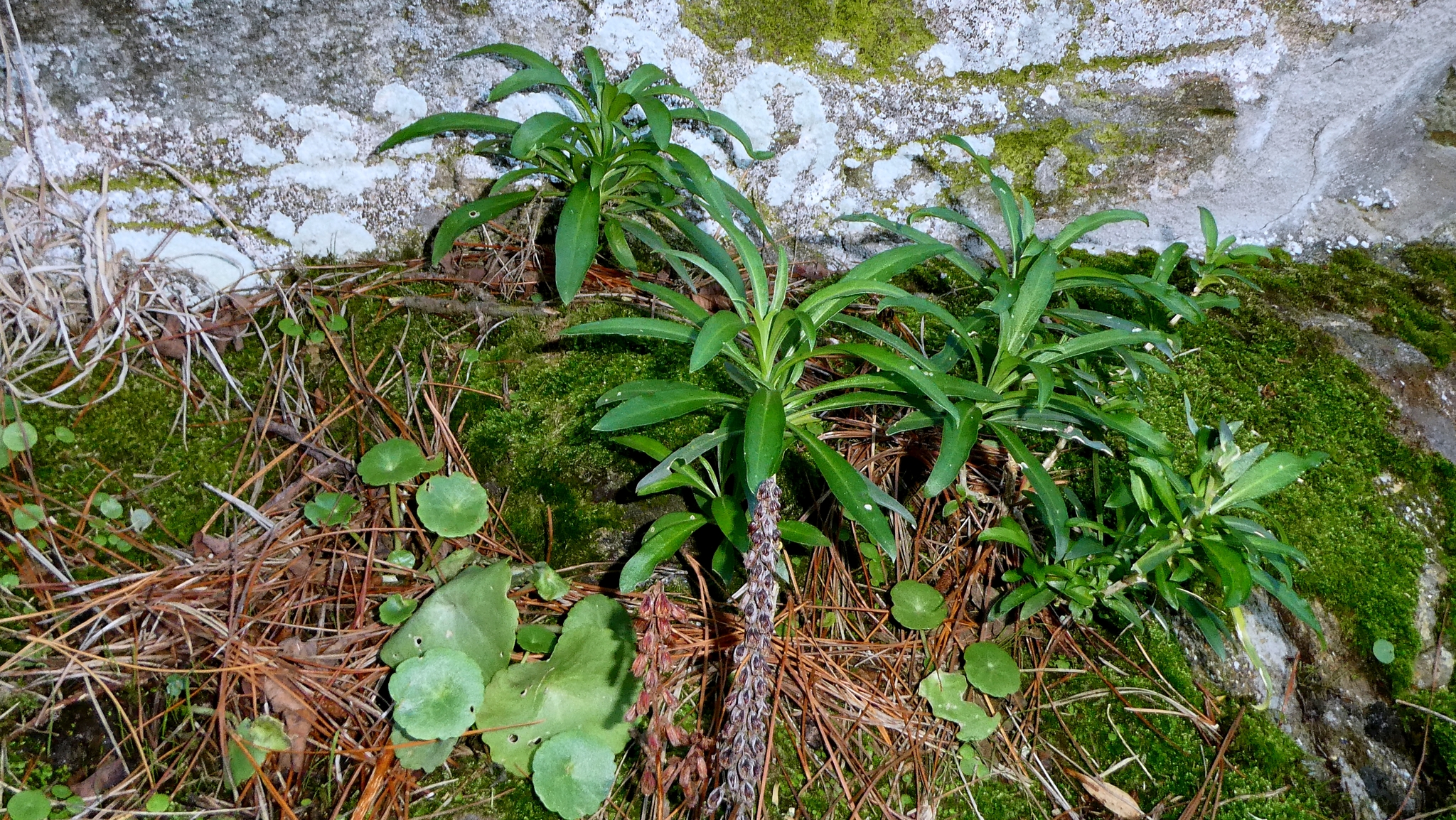 Photograph of Wallflower