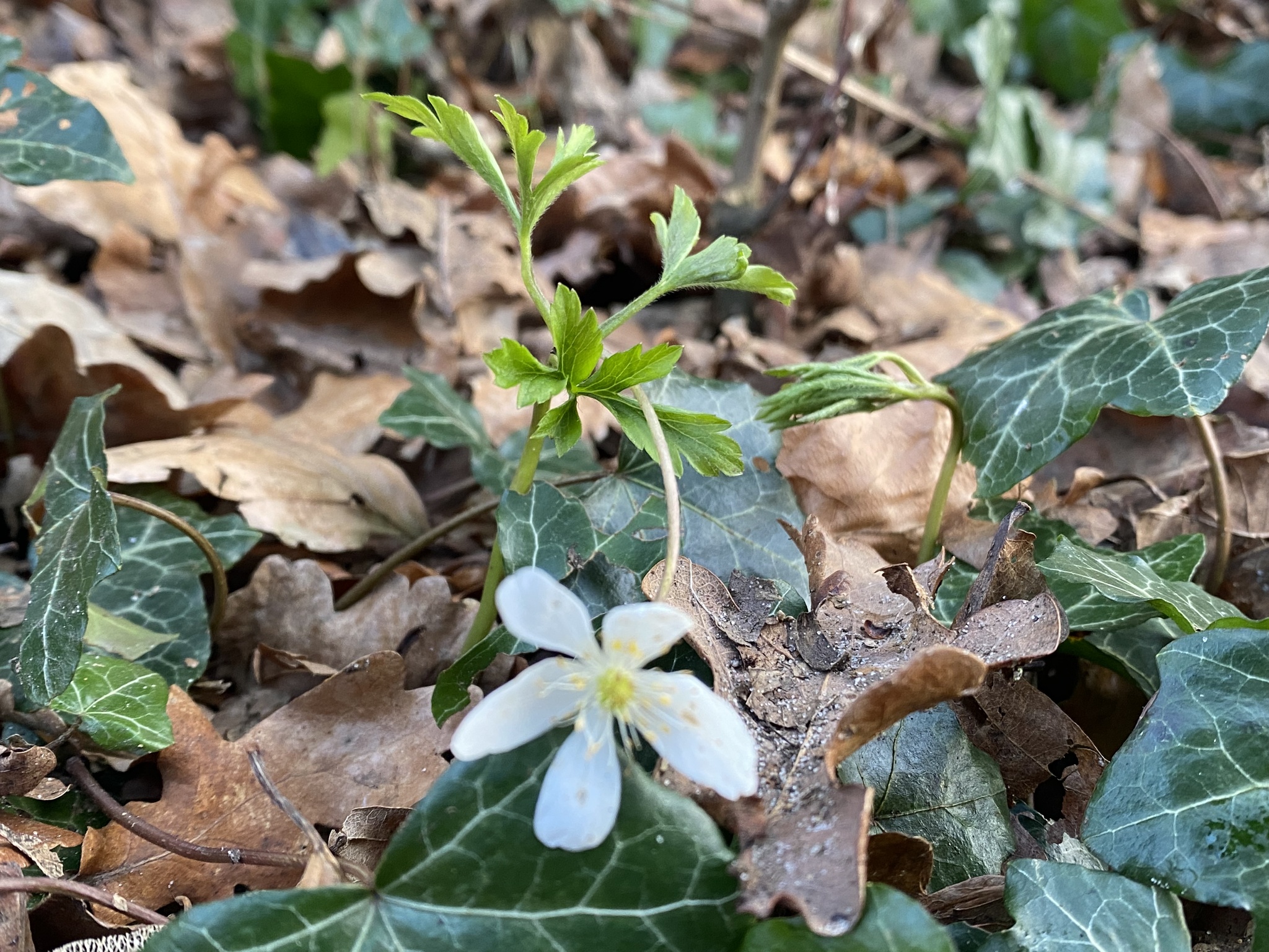 Photograph of Wood Anemone