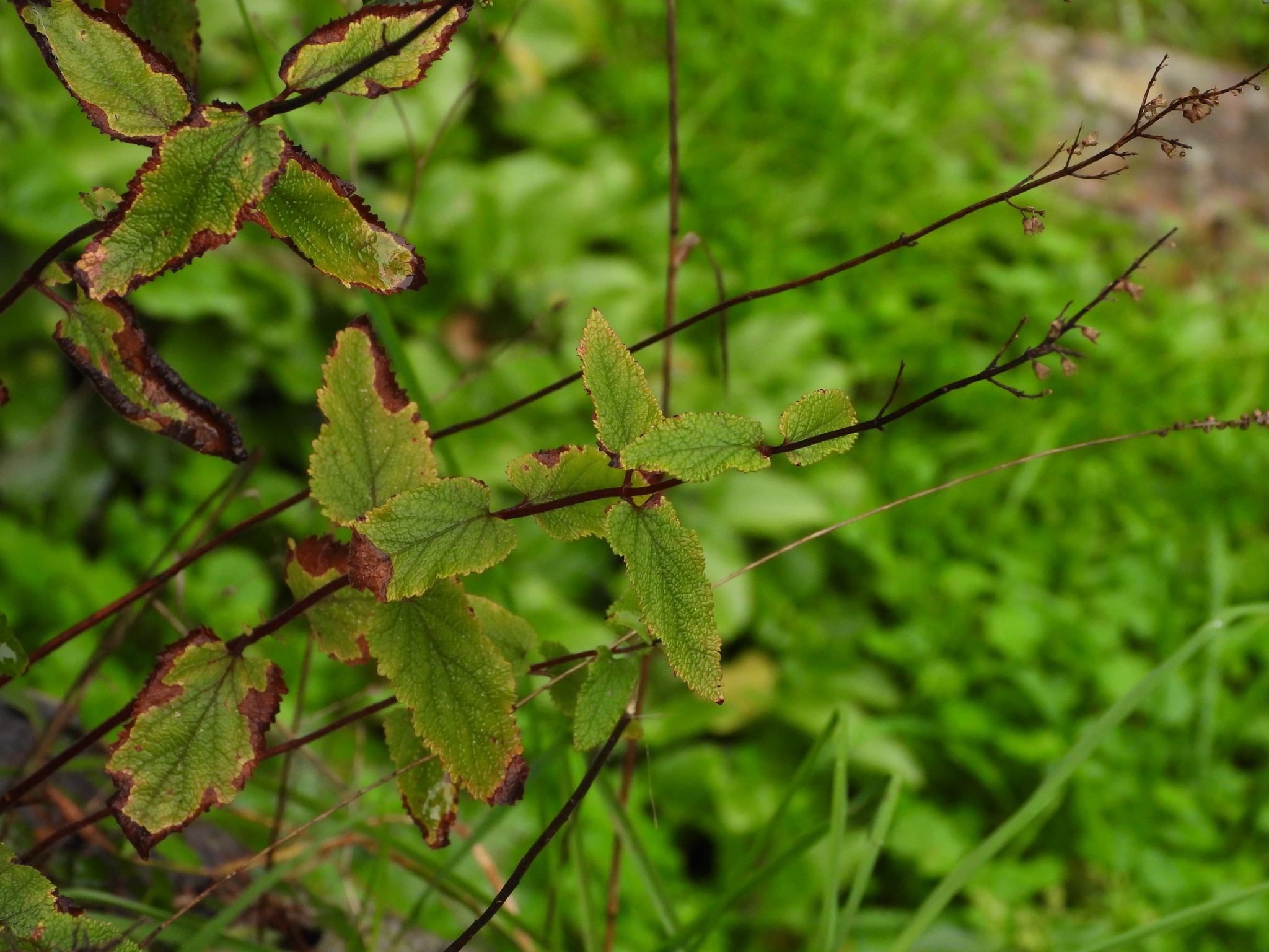 Photograph of Woodsage