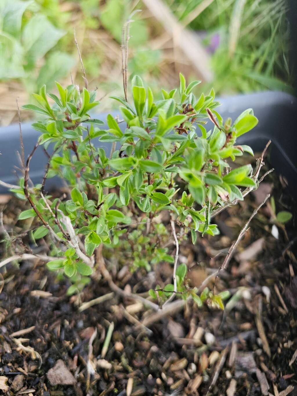 Photograph of Winter Savory