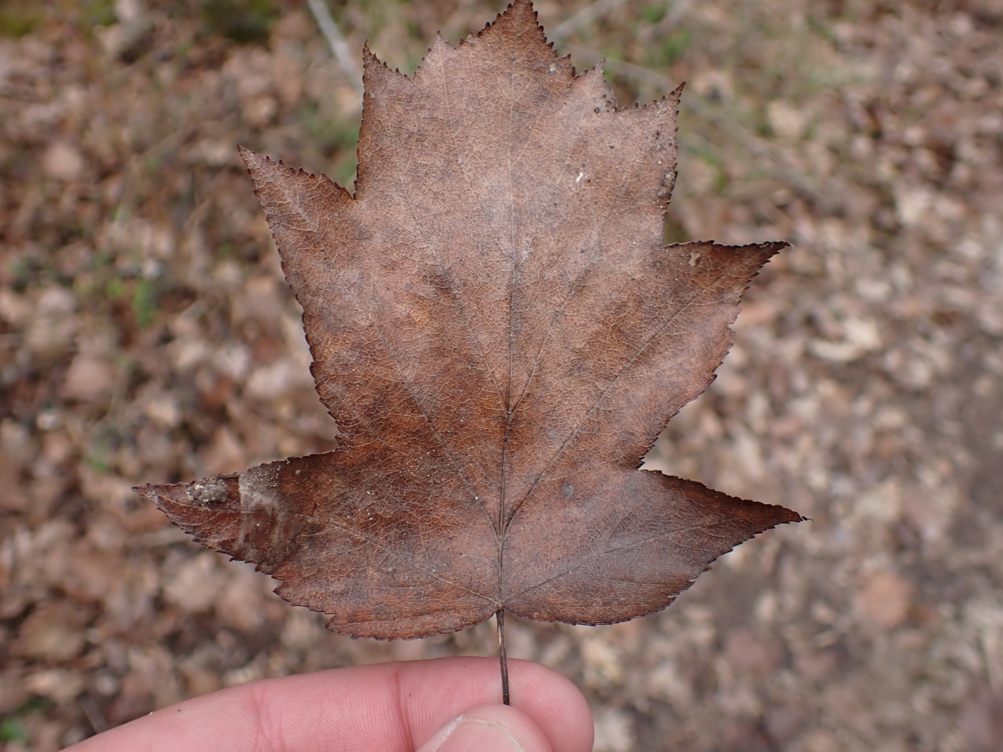Photograph of Wild Service Tree