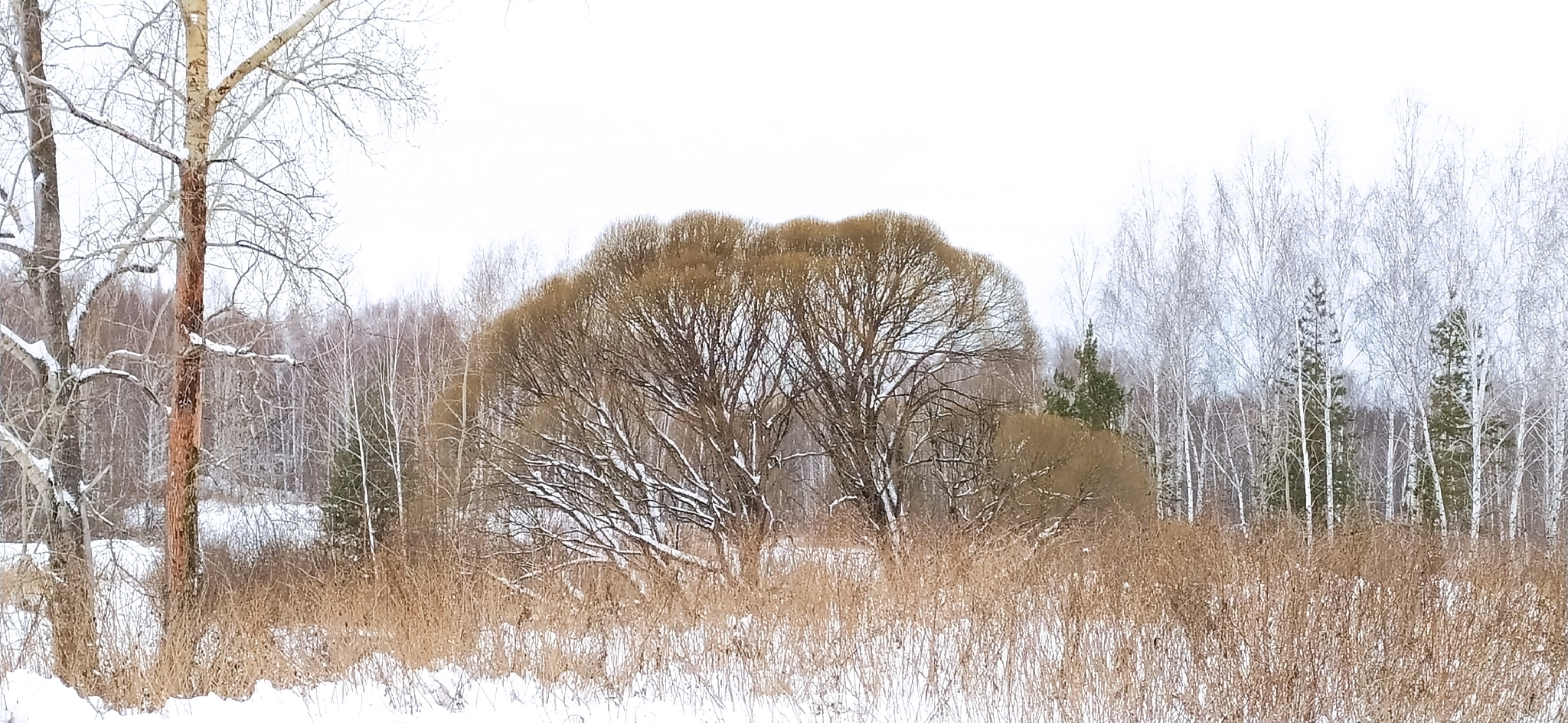 Photograph of White Willow