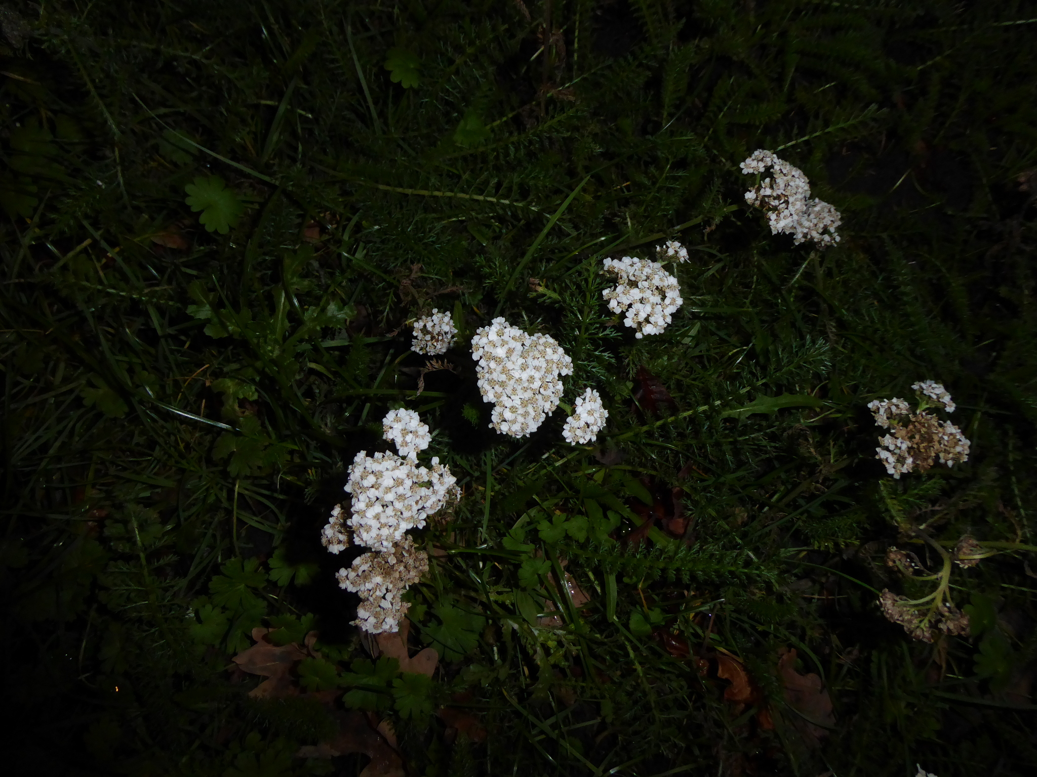 Photograph of Yarrow