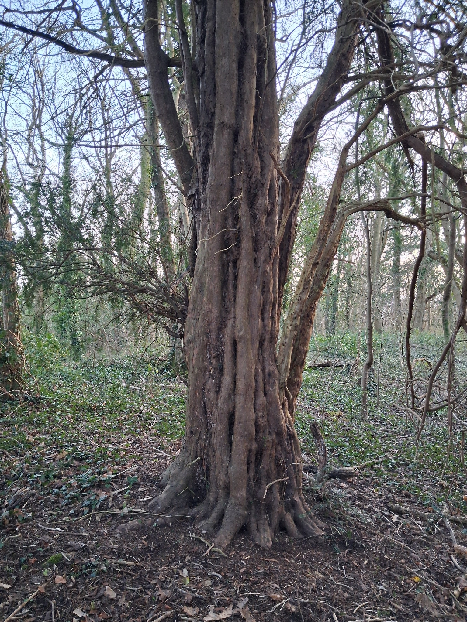 Photograph of Yew