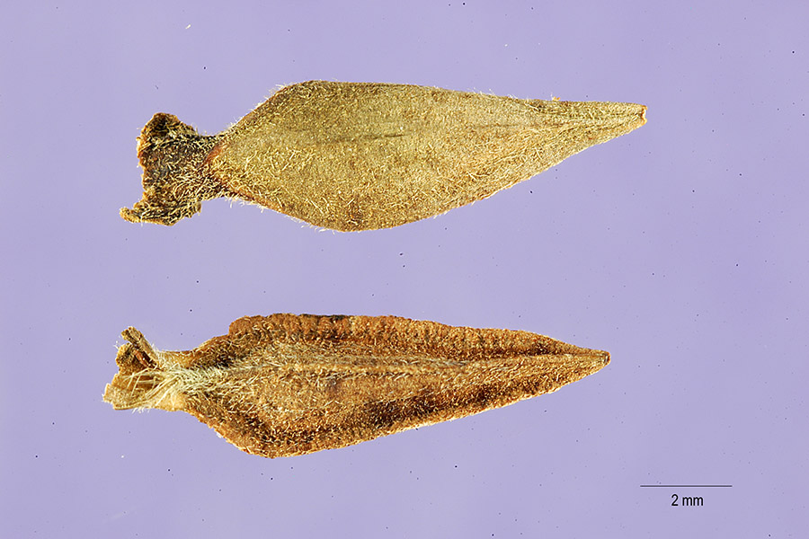 Photograph of Zinnia