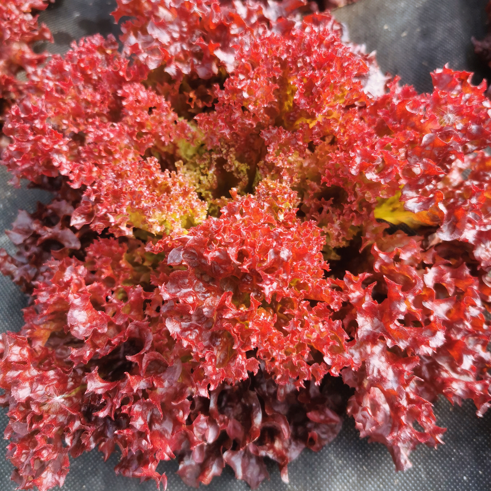  - Image 1
