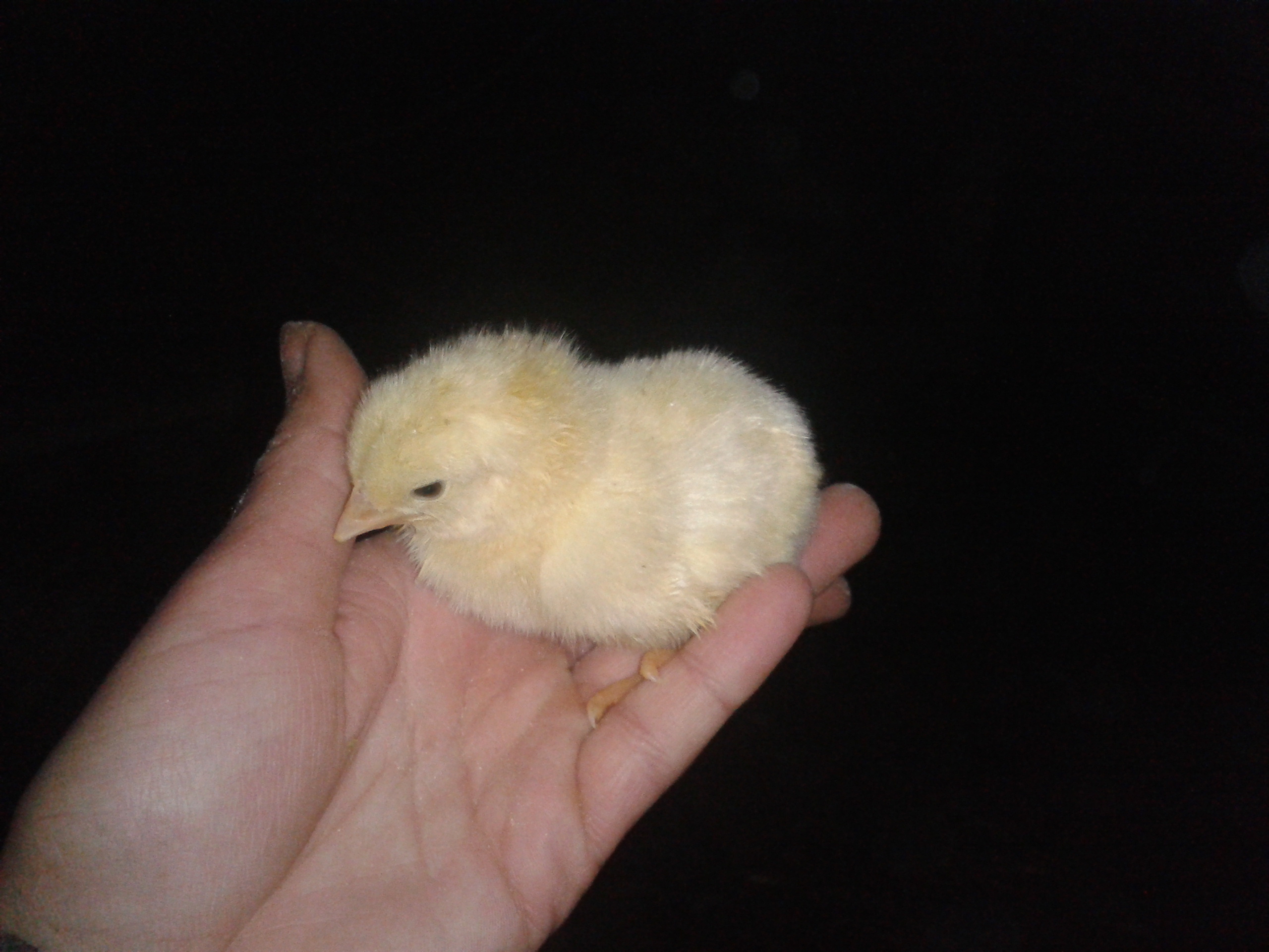 Free range jaja thumbnail 2