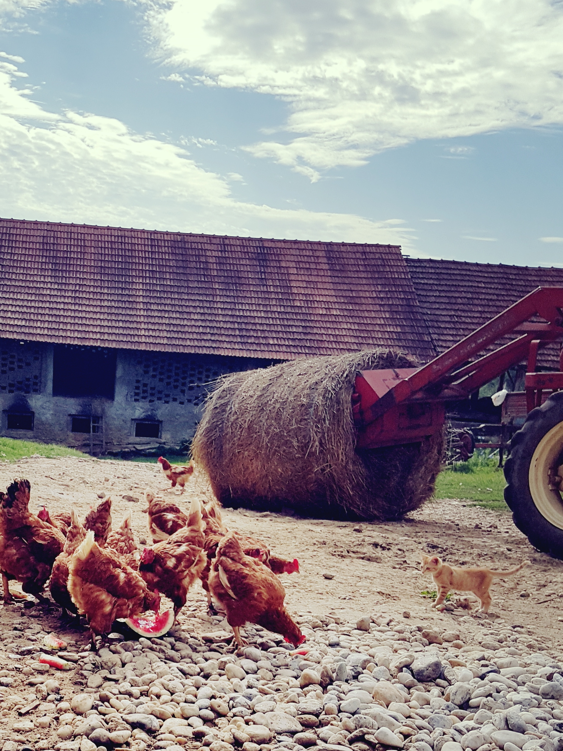 Free range jaja thumbnail 4
