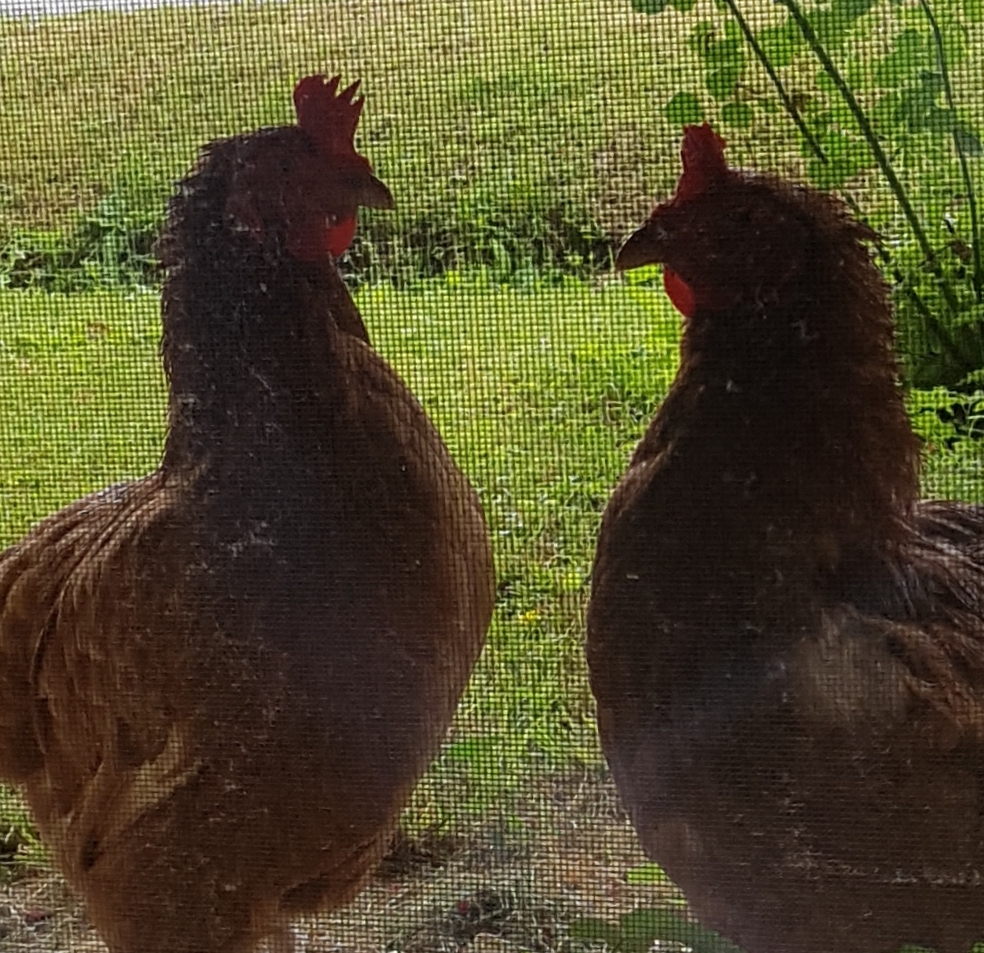 Free range jaja thumbnail 3