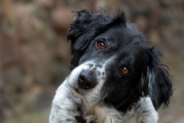 Dog tilting head while listening to owner