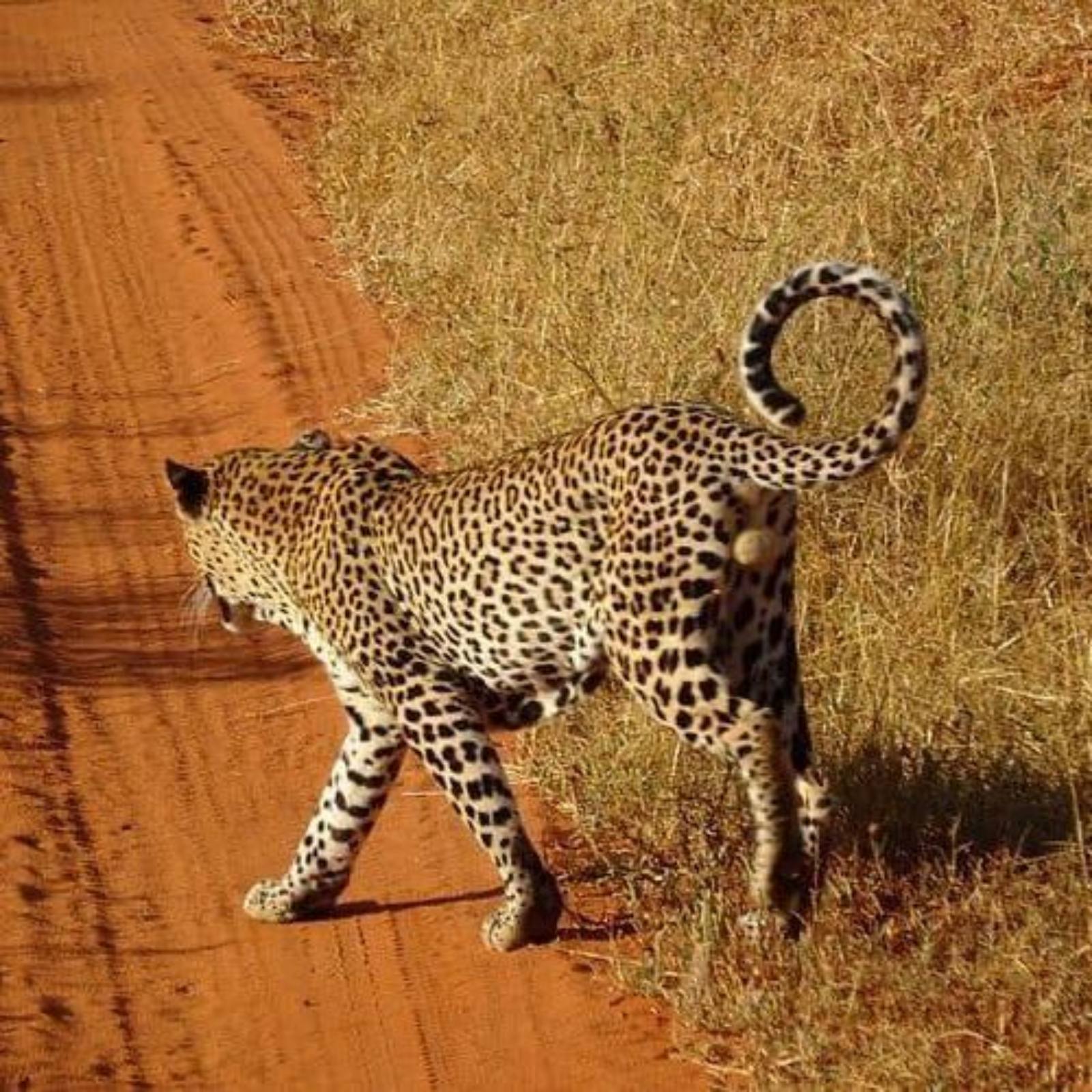 KT & Safaris – Camper / van guides in Kenya