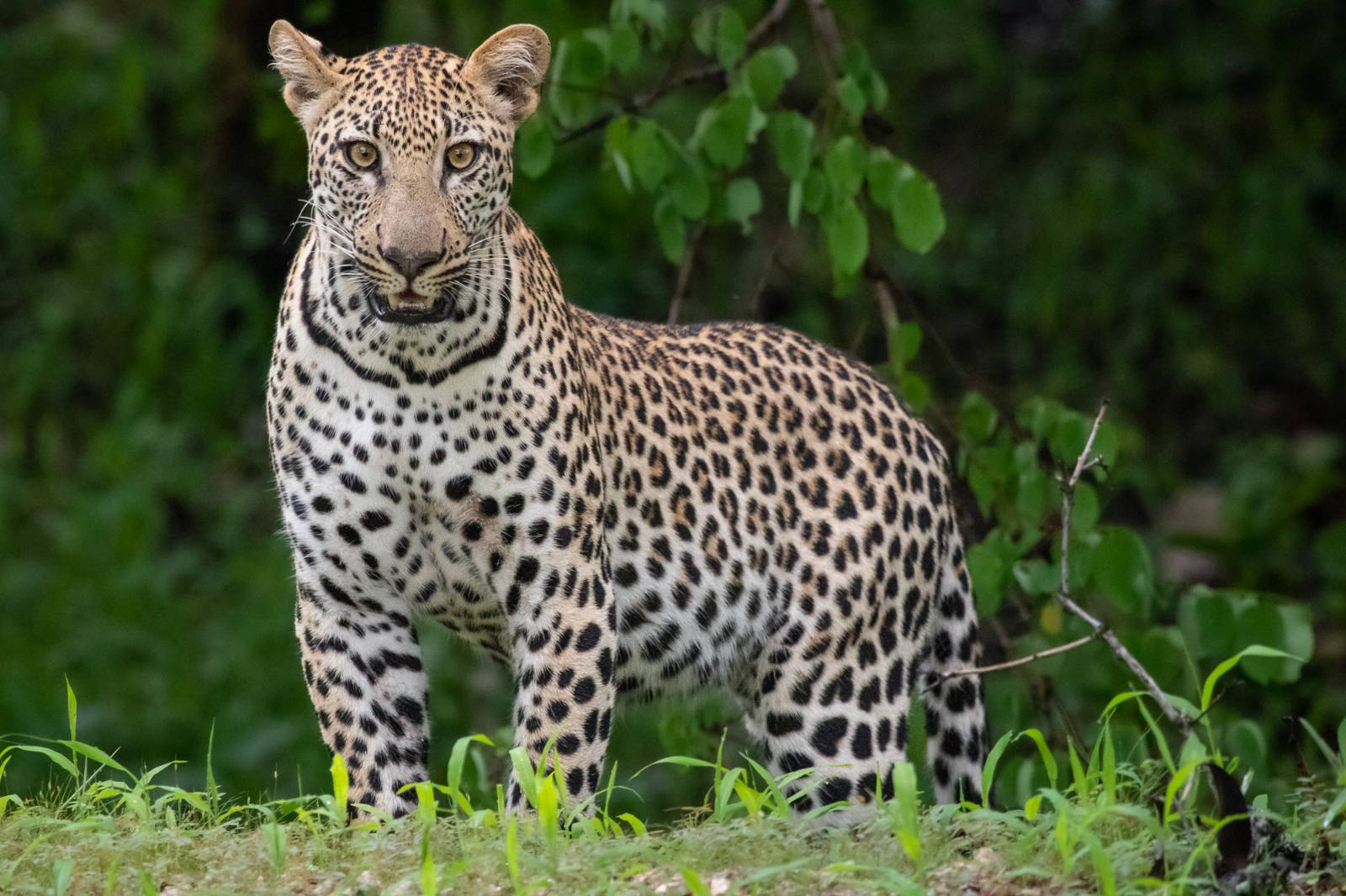 Lottie Banda – Local overland guides in Kenya