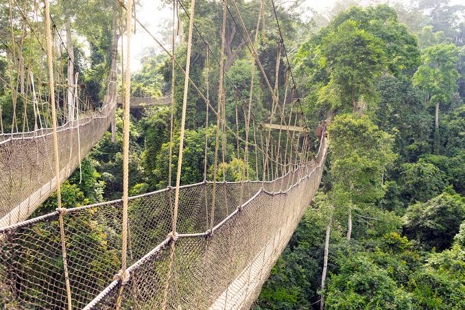 Let’s Kakum That Ladder 