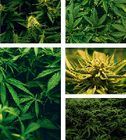 Greenhouse - Cannabis Ruderalis (Session IPA)