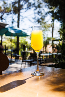 Mimosa