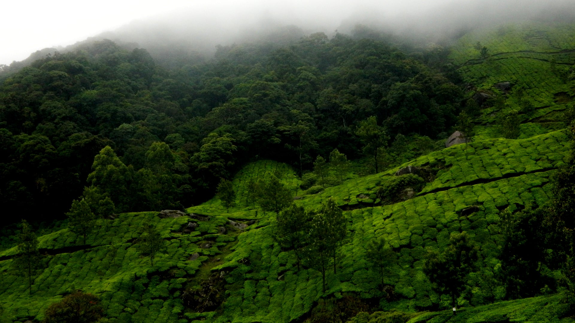 Misty Western Ghats coffee plantation hills and lush evergreen slopes in Coorg