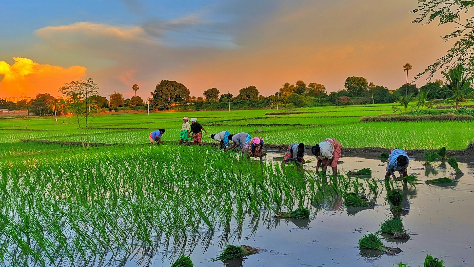 Expansive green Indian agricultural paddy fields under evaluation for resort development zoning