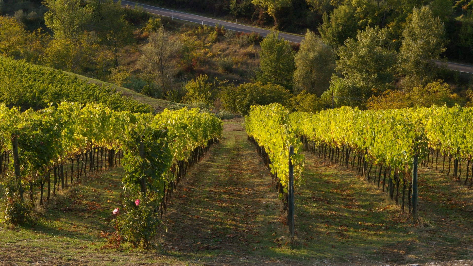 Winding cypress-lined road through rolling Tuscan vineyards connecting regional leisure destinations