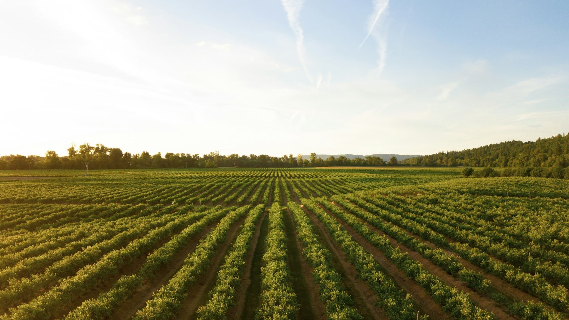 Sunlit citrus orchard rows representing productive land value and agritourism potential