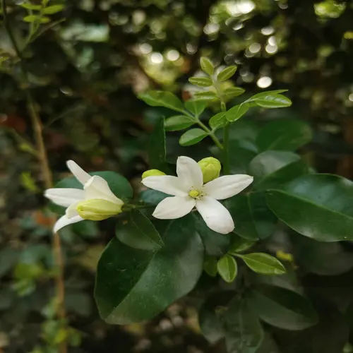 Winterjasmin vermehren – einfach & effektiv