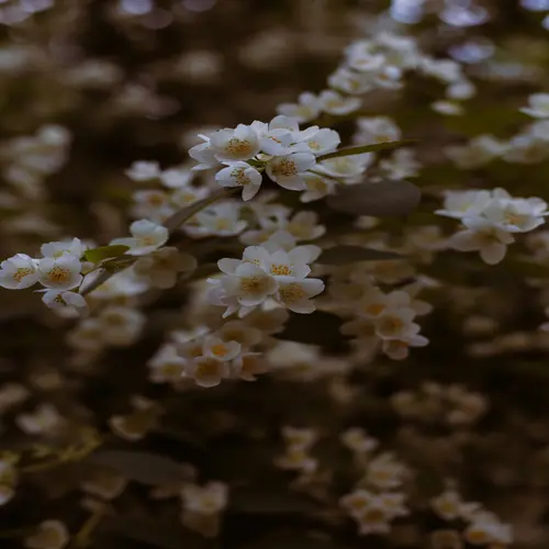 Winterjasmin pflegen und schneiden