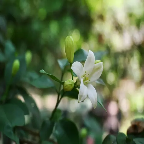 Winterjasmin – Farbe im Wintergarten