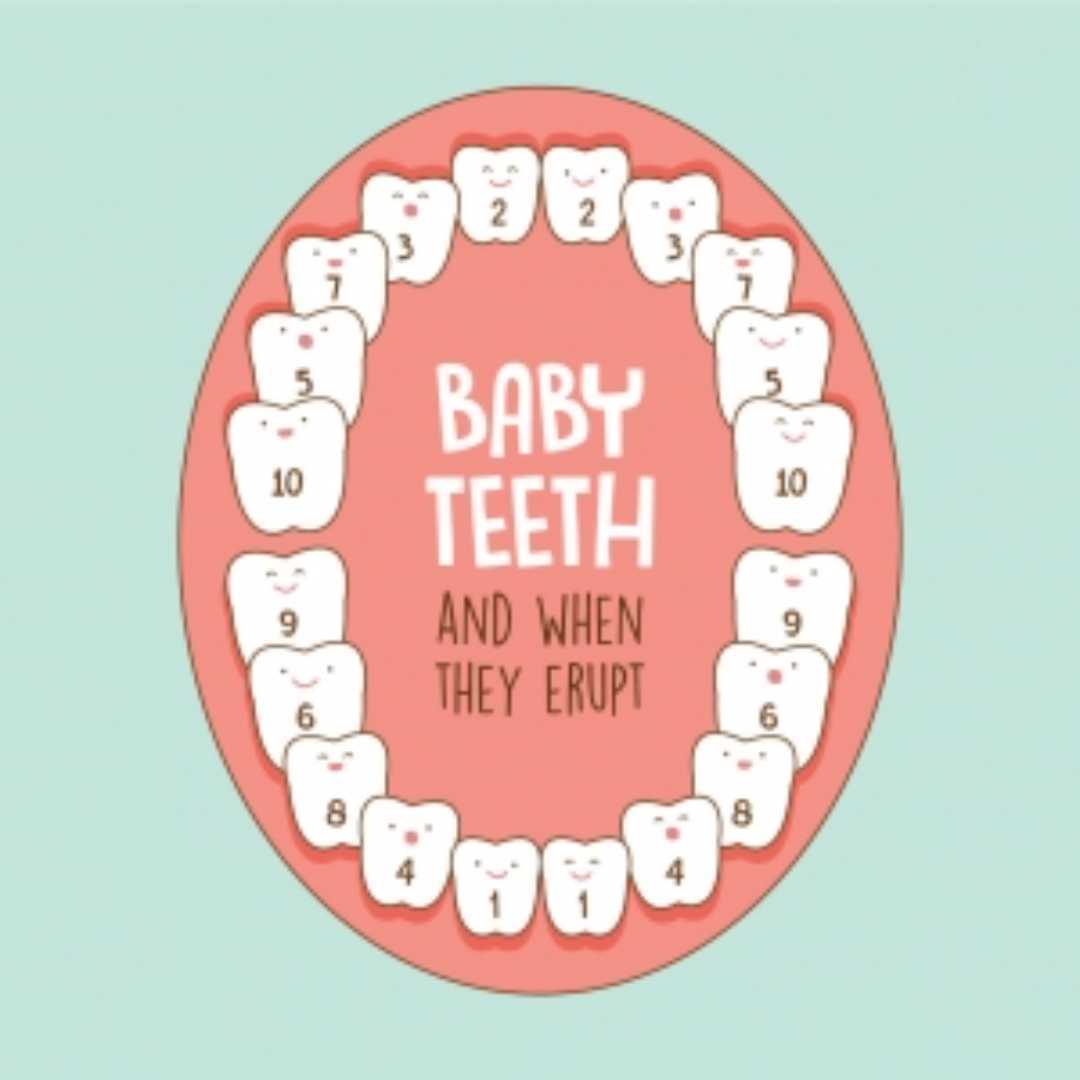 baby teeth and when they erupt diagram 