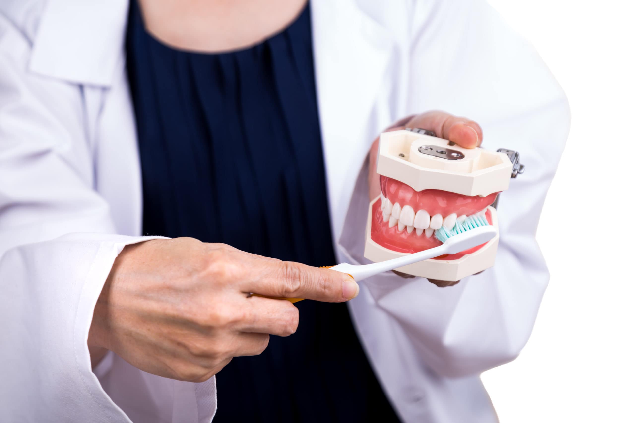 A dentist demonstrating brushing technique on model teeth.