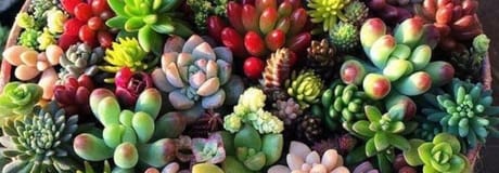 Hẹn hò online - Hình cover của Mạnh Cường