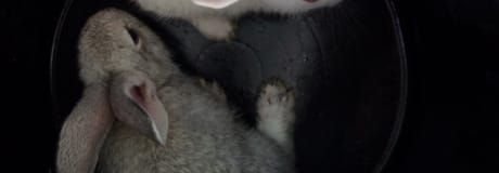 Hẹn hò online - Hình cover của quoc til Nguyen