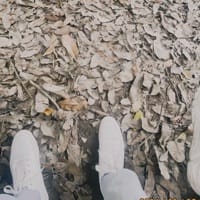 Avatar of user - Vu Long