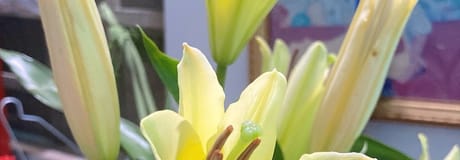 Hẹn hò online - Hình cover của công