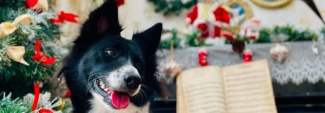 Hẹn hò online - Hình cover của Sushi Đặng