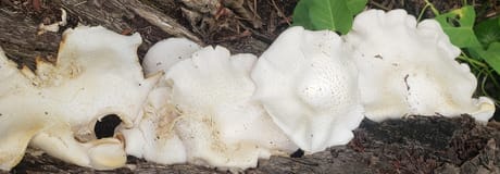 Hẹn hò online - Hình cover của Phamm Minh