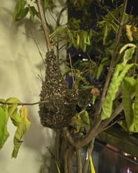 Thumbnail IMG_8399.JPG