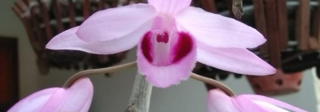 Nguyễn Hoàng Bảo