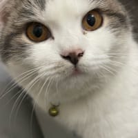 Avatar of user -  Nguyễn