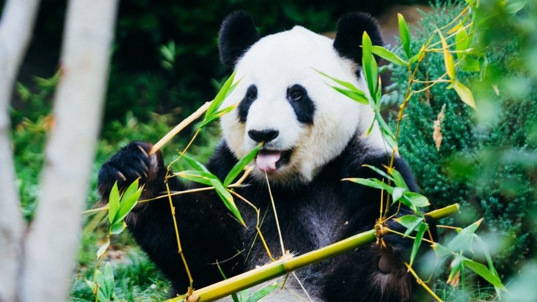 /how-i-built-7-apps-in-16-hours-f5253eks feature image