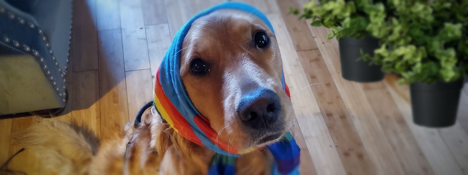 featured image - Trump-Era Politics Took My Dog's Best Friend