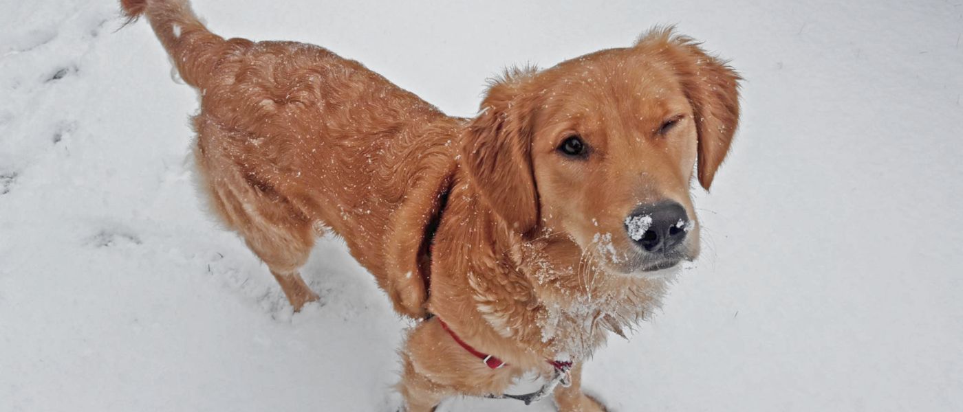 featured image - What I've Learned from our Golden Retriever