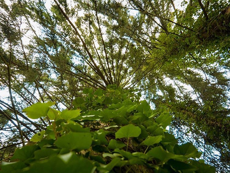 featured image - HDTree: A Customizable and Interactable Decision Tree Written in Python